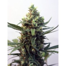 Toxic Feminised Seeds Toxic Feminised Seeds