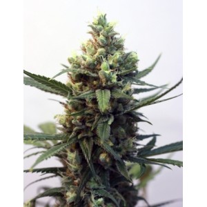 Toxic Feminised Seeds Toxic Feminised Seeds