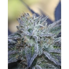 Washing Machine Feminised Seeds Washing Machine Feminised Seeds