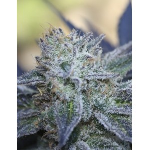 Washing Machine Feminised Seeds Washing Machine Feminised Seeds