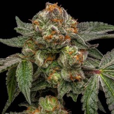 Zake Feminised Seeds Zake Feminised Seeds