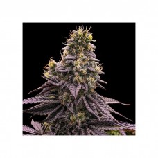 Zombie Bride Feminised Seeds Zombie Bride Feminised Seeds