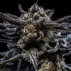 Zombie Kush Auto Feminised Seeds Zombie Kush Auto Feminised Seeds