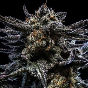 Zombie Kush Auto Feminised Seeds Zombie Kush Auto Feminised Seeds