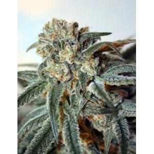 Zombie Kush Feminised Seeds Zombie Kush Feminised Seeds
