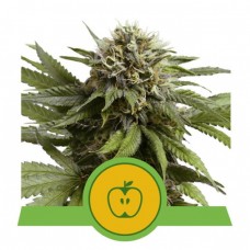 Apple Fritter Auto Feminised Seeds Apple Fritter Auto Feminised Seeds