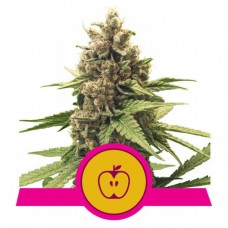 Apple Fritter Feminised Seeds Apple Fritter Feminised Seeds