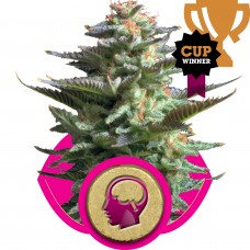 Amnesia Haze Feminised Seeds Amnesia Haze Feminised Seeds