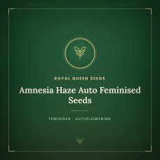 Amnesia Haze Auto Feminised Seeds