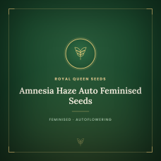 Amnesia Haze Auto Feminised Seeds Amnesia Haze Auto Feminised Seeds