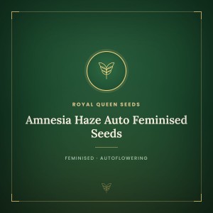 Amnesia Haze Auto Feminised Seeds Amnesia Haze Auto Feminised Seeds