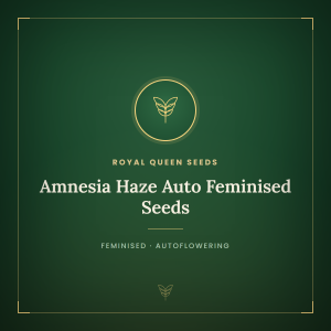 Amnesia Haze Auto Feminised Seeds Amnesia Haze Auto Feminised Seeds