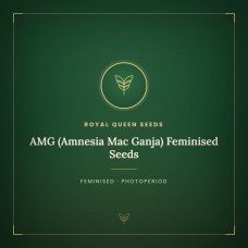 AMG (Amnesia Mac Ganja) Feminised Seeds AMG (Amnesia Mac Ganja) Feminised Seeds