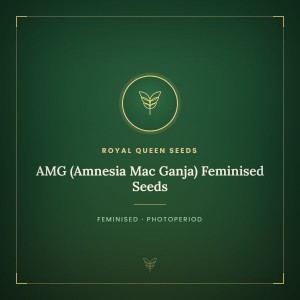 AMG (Amnesia Mac Ganja) Feminised Seeds AMG (Amnesia Mac Ganja) Feminised Seeds
