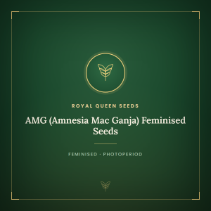 AMG (Amnesia Mac Ganja) Feminised Seeds AMG (Amnesia Mac Ganja) Feminised Seeds