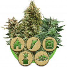 Mix Auto Feminised Seeds Mix Auto Feminised Seeds