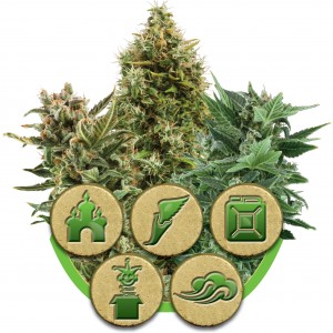 Mix Auto Feminised Seeds Mix Auto Feminised Seeds