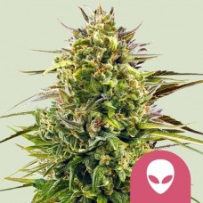 Alien OG Feminised Seeds Alien OG Feminised Seeds