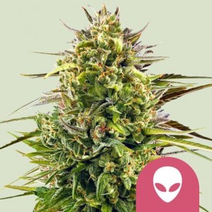 Alien OG Feminised Seeds Alien OG Feminised Seeds