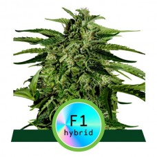 Apollo F1 Auto Feminised Seeds Apollo F1 Auto Feminised Seeds