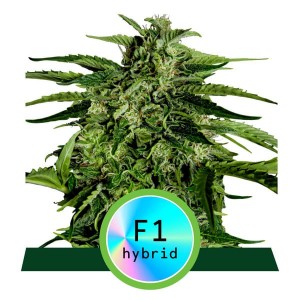 Apollo F1 Auto Feminised Seeds Apollo F1 Auto Feminised Seeds