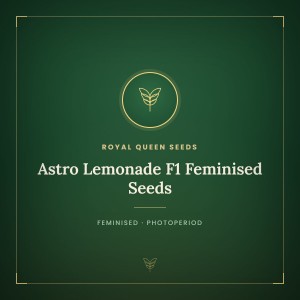 Astro Lemonade F1 Feminised Seeds Astro Lemonade F1 Feminised Seeds