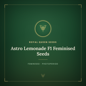 Astro Lemonade F1 Feminised Seeds Astro Lemonade F1 Feminised Seeds