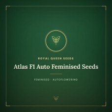 Atlas F1 Auto Feminised Seeds Atlas F1 Auto Feminised Seeds