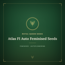 Atlas F1 Auto Feminised Seeds Atlas F1 Auto Feminised Seeds