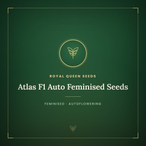 Atlas F1 Auto Feminised Seeds Atlas F1 Auto Feminised Seeds