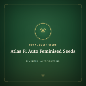 Atlas F1 Auto Feminised Seeds Atlas F1 Auto Feminised Seeds