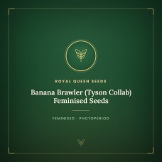 Banana Brawler (Tyson Collab) Feminised Seeds Banana Brawler (Tyson Collab) Feminised Seeds