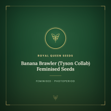 Banana Brawler (Tyson Collab) Feminised Seeds Banana Brawler (Tyson Collab) Feminised Seeds