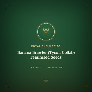 Banana Brawler (Tyson Collab) Feminised Seeds Banana Brawler (Tyson Collab) Feminised Seeds