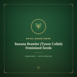 Banana Brawler (Tyson Collab) Feminised Seeds Banana Brawler (Tyson Collab) Feminised Seeds