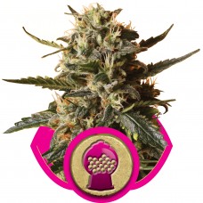 Bubblegum XL Feminised Seeds Bubblegum XL Feminised Seeds