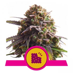 Biscotti Feminised Seeds Biscotti Feminised Seeds