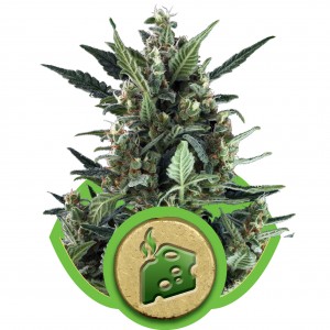 Blue Cheese Auto Feminised Seeds Blue Cheese Auto Feminised Seeds