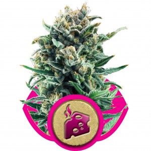 Blue Cheese Feminised Seeds Blue Cheese Feminised Seeds