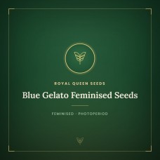 Blue Gelato Feminised Seeds Blue Gelato Feminised Seeds