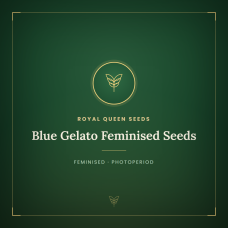 Blue Gelato Feminised Seeds Blue Gelato Feminised Seeds