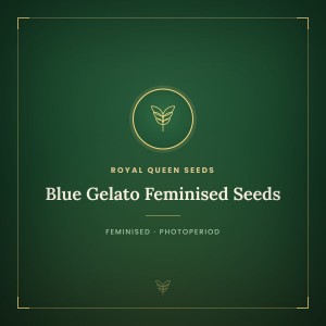 Blue Gelato Feminised Seeds