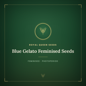 Blue Gelato Feminised Seeds Blue Gelato Feminised Seeds