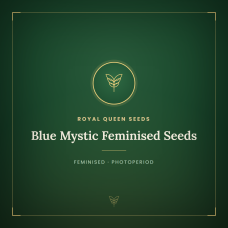 Blue Mystic Feminised Seeds Blue Mystic Feminised Seeds