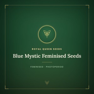 Blue Mystic Feminised Seeds Blue Mystic Feminised Seeds