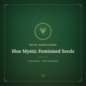Blue Mystic Feminised Seeds Blue Mystic Feminised Seeds