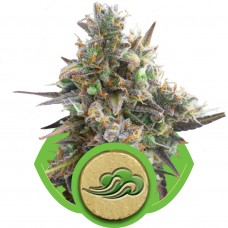 Royal Bluematic Auto Feminised Seeds Royal Bluematic Auto Feminised Seeds