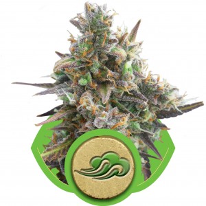 Royal Bluematic Auto Feminised Seeds Royal Bluematic Auto Feminised Seeds
