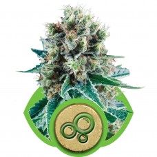 Bubble Kush Auto Feminised Seeds Bubble Kush Auto Feminised Seeds