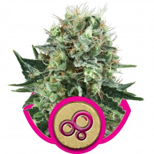 Bubble Kush Feminised Seeds Bubble Kush Feminised Seeds